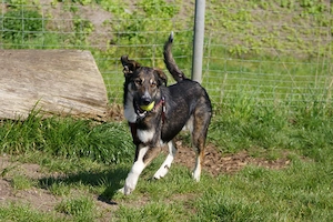 Tico ein wundervoller Familienhund 