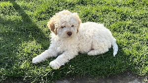 Lagotto Romagnolo Welpen-für Allergiker geeignet 