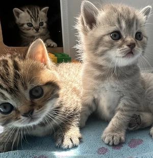 BKH Kitten, Britisch Kurzhaar Kätzchen suchen liebevolles Zuhause