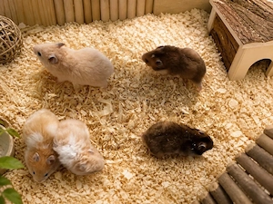 Goldhamster Hamster Baby