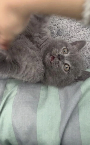 Bkh kitten 
