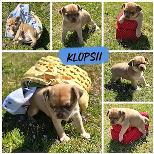 Klopsii Chihuahua Rüde sucht zum 31.5 ein Heim