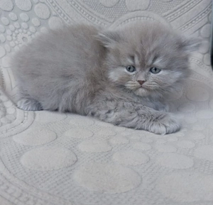 BKH kitten 