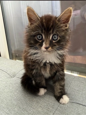 Maine coon kitten 