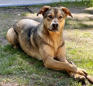 Sonnenschein Vito sucht seine Lieblingsmenschen.