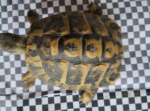 Griechische Landschildkröte Einstein sucht artgerechtes Zuhause