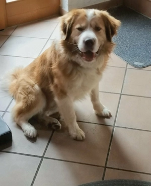 Charmanter Lenny  Bild 5