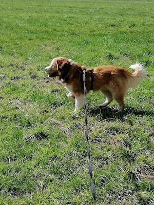 Charmanter Lenny  Bild 4