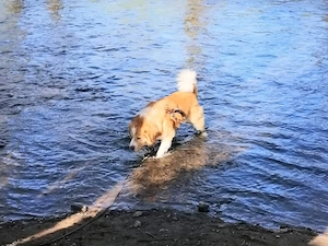 Charmanter Lenny  Bild 2