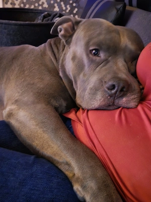 Blue line Pitbull Hündin gesucht 