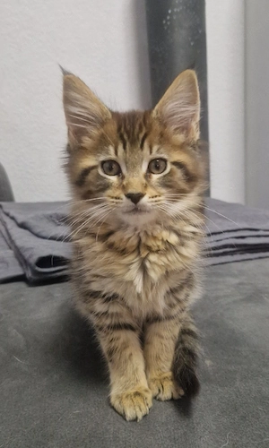Super süßes reinrassiges Maine Coon Kitten 