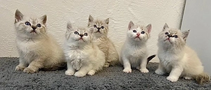 BLH-BKH-Mix Kitten suchen ihre Familie