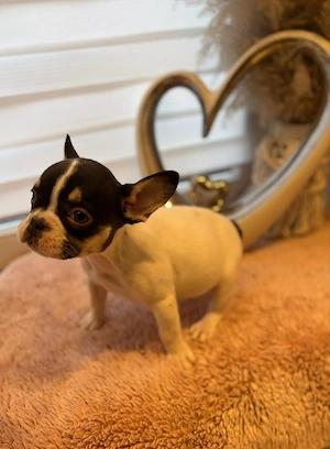 Französische Bulldoggen Welpen suchen ein liebevolles Zuhause 