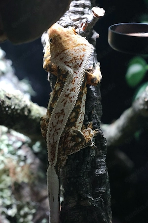 1.0 Tricolour Crested Gecko