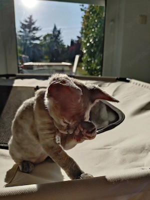 Devon Rex Mädchen 