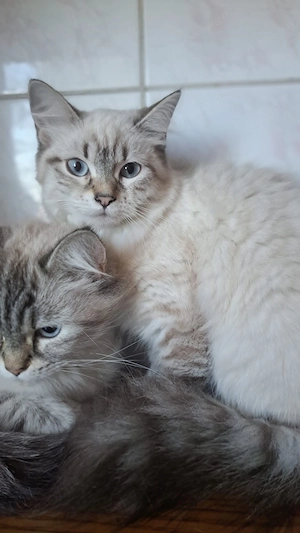 Neva masquarade Mädchen weiblich sibirische katze