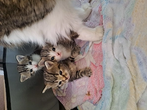 Katzen babys 3 mädels