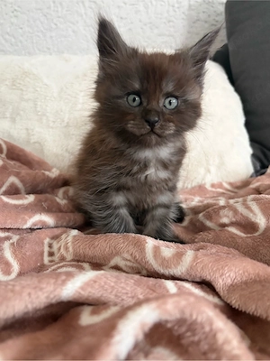 Maine Coon Mädels