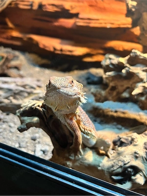 Bartagame mit ganzem Zubehör