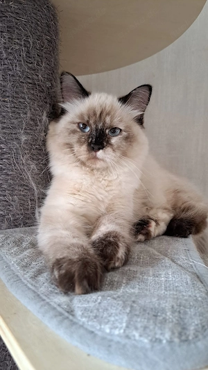 Neva masquarade Mädchen weiblich sibirische katze