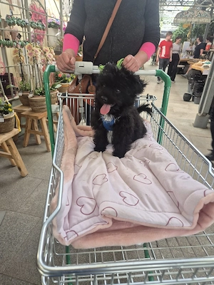 Pudel- Chihuahua Mix  Chipoo genannt, männlich, 12 Wochen, entwurmt