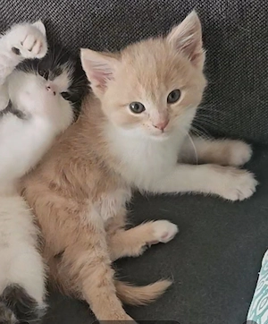 Kitten, Katzenbabys, 4 Kitten