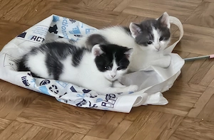 Kitten, Katzenbabys, 2 Kitten