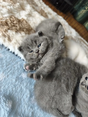 Britisch Kurz Haar Kitten
