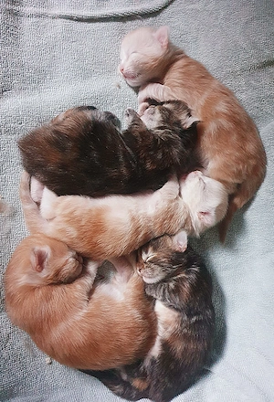 5x Main Coon Kitten ab 1.8. Calico Torbie + Red White