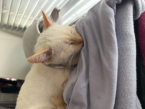 Weiser süßer Kater 