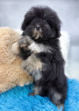 Wunderschöne Maltipoo