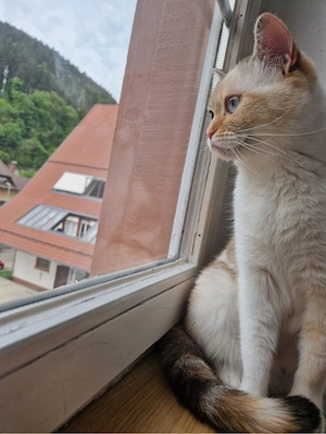 Suchen einen Deckkater nähe Freiburg Bild 2
