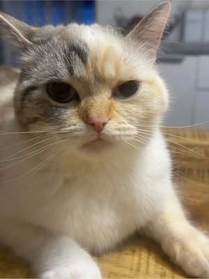 Suchen einen Deckkater nähe Freiburg