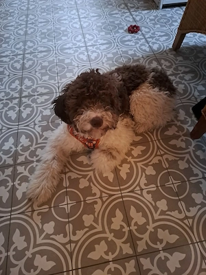 Junges Lagottomädel sucht erfahrenes ,neues Zuhause 