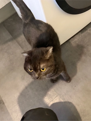 katze weiblich 