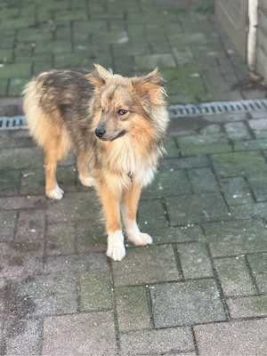 Schweren Herzens suchen wir für unseren 1-jährigen Mini Australian Shepherd   Wolfspitz Mix ein neue