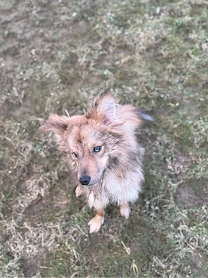 Schweren Herzens suchen wir für unseren 1-jährigen Mini Australian Shepherd   Wolfspitz Mix ein neue Bild 3
