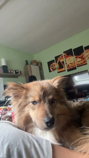 Schweren Herzens suchen wir für unseren 1-jährigen Mini Australian Shepherd   Wolfspitz Mix ein neue Bild 7