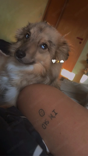 Schweren Herzens suchen wir für unseren 1-jährigen Mini Australian Shepherd   Wolfspitz Mix ein neue Bild 6