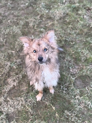 Schweren Herzens suchen wir für unseren 1-jährigen Mini Australian Shepherd   Wolfspitz Mix ein neue Bild 2