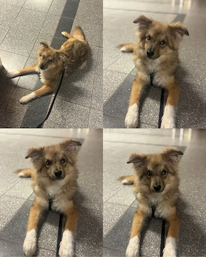 Schweren Herzens suchen wir für unseren 1-jährigen Mini Australian Shepherd   Wolfspitz Mix ein neue Bild 5