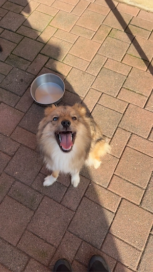 Schweren Herzens suchen wir für unseren 1-jährigen Mini Australian Shepherd   Wolfspitz Mix ein neue Bild 8