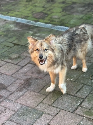 Schweren Herzens suchen wir für unseren 1-jährigen Mini Australian Shepherd   Wolfspitz Mix ein neue Bild 4
