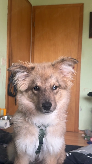Schweren Herzens suchen wir für unseren 1-jährigen Mini Australian Shepherd   Wolfspitz Mix ein neue Bild 10