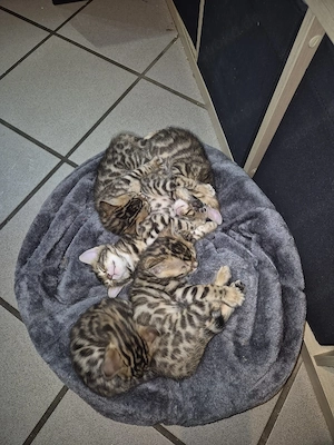 bengalkitten kitten bengalkatze 