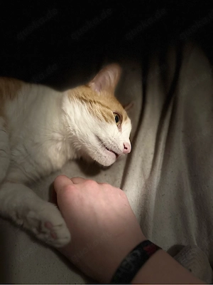 Kitten ankündigung 