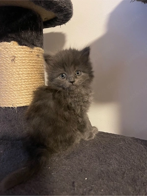 Britisch Langhaar-Nebelung Kitten