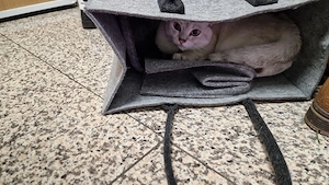 BKH Katze Flocke