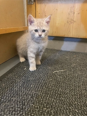 BKH Kitten