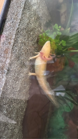 aquarium axolotl 